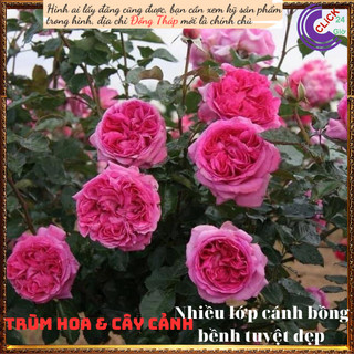 Chậu hoa hồng BERNADETTE LAFONT 💍Hoa Mười Giờ Bonsai & Phụ Kiện