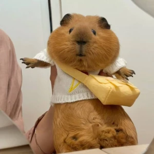 【Ready Stock】 Guinea Pig Clothes Special Minipet Autumn and Winter Thermal Clothes over Small Size Ferret Totoro Pygmy Rabbit Squirrel Hamster Vghm