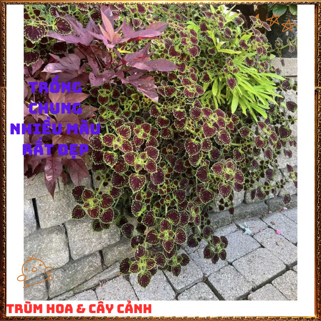 Chậu cây Lá Gấm ĐỒNG XU PHÚ THẠCH màu sắc lạ mắt sang trọng️🎊  Hoa Mười Giờ Bonsai & Phụ Kiện
