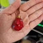 SQ BERSK Red Behelit Hình Búp Bê Vòng Cổ Haou no tamago Đồ Chơi Mô Hình Mặt Dây Chuyền Quà Tặng Cho Trẻ Em Bộ Sưu Tập