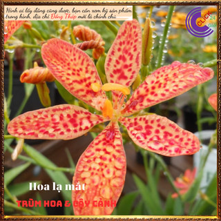 Cây rẻ quạt vừa đẹp vừa làm thuốc viêm họng cây dẻ quạt cây xạ can ⌛ Siêu Thị Hoa Và Cây Giống