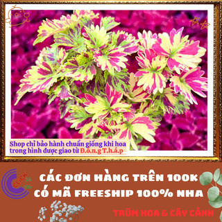 Chậu Lá Gấm NGŨ SẮC ĐỔI MÀU siêu phẩm trồng viền đẹp mắt mới lạ ️🎊 Hoa Đẹp Dễ Trồng