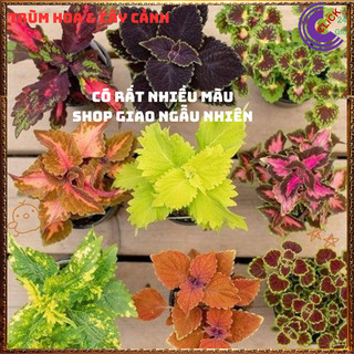 Combo 6 Chậu Lá Gấm 6 Màu Rực Rỡ Lạ Mắt Cực Kỳ Xinh Đẹp Siêu Dễ Trồng️📩 Siêu Thị Hoa Và Cây Giống
