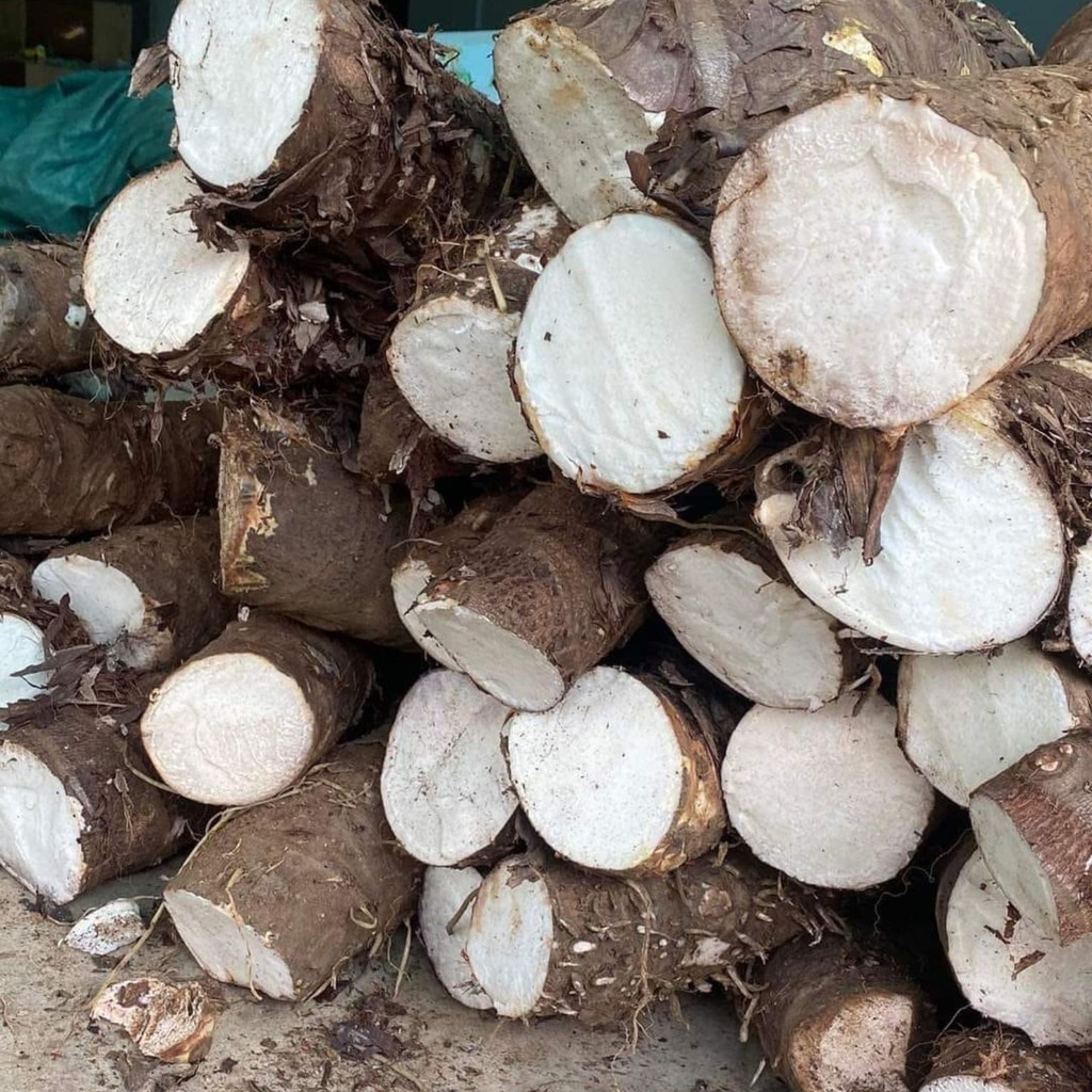 Củ bạc hà núi, củ ráy tươi rừng tự nhiên Tây Bắc loại 1. Củ bạc hà núi ...