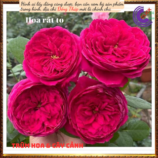 Chậu hoa hồng Pas De Deux  đỏ tím lạ ️🔖Siêu Thị Hoa