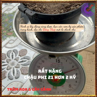 2ký ĐẤT TRỒNG SEN ĐẤT PHÙ SA KHỬ PHÈN🕰Siêu Thị Hoa Và Cây Giống