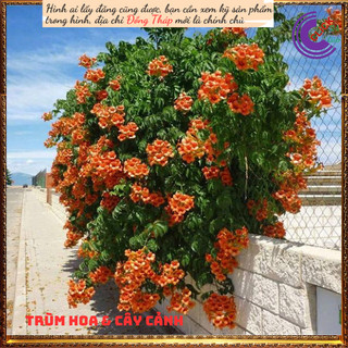 Dây leo hoa đăng tiêu cam dài 60cm ⏳SHOP PP ONLINE CLICK 24 GIỜ