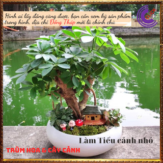 Cây ngũ gia bì vừa làm cảnh vừa đuỗi muỗi vừa là cây dược liệu quý ️️🥁 MiMa market