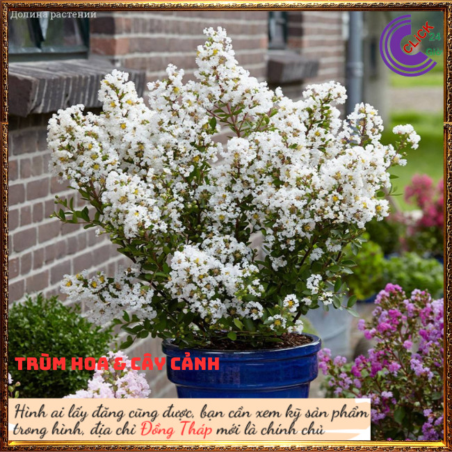 Cây tường vi trắng lá xanh tinh khôi siêu hoa hoa to nở lâu 3 tháng ⏰ Hoa Mười Giờ Bonsai & Phụ Kiện