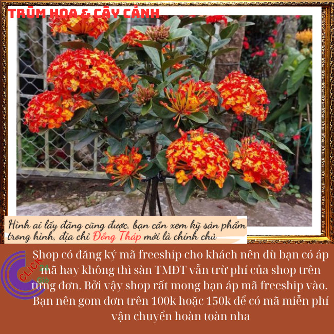 Hoa mẫu đơn phụng hoàng cam màu lai mới đẹp rực rỡ siêu hoa quanh năm💐Hoa Mười Giờ Bonsai & Phụ Kiện