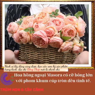 Chậu hoa hồng Masora cam mơ siêu đẹp 🕰Siêu Thị Hoa Và Cây Giống