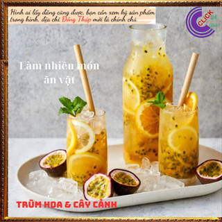 Chậu chanh dây cao 40cm nhanh ra trái⏰Yêu Nhà Yêu Hoa