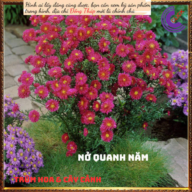 Chậu hoa thạch thảo đỏ hoa quanh năm💍Hoa Mười Giờ Bonsai & Phụ Kiện