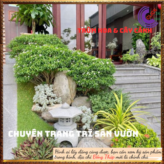 Cây Mai tiểu thư hoa mai chỉ thiên cây trừ tà phong thủy ⏰ Hoa Mười Giờ Bonsai & Phụ Kiện
