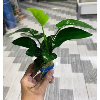 Trầu Bà 1 Thân Cây Thủy Sinh - Đẹp Dễ Sống cho hồ thuỷ sinh
