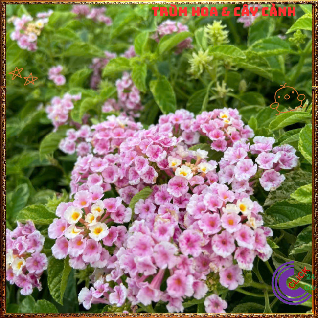 Chậu hoa ngũ sắc HỒNG PHA LÊ LÁ CẨM THẠCH siêu hoa thơm ngát⏳ TRÙM HOA VÀ CÂY CẢNH