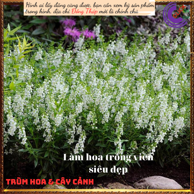 Chậu hoa hương dạ thảo trắng lưu ly 💍Hoa Mười Giờ Bonsai & Phụ Kiện