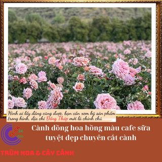 Chậu hoa hồng KOKO LOCO màu cafe sữa💍Hoa Mười Giờ Bonsai & Phụ Kiện