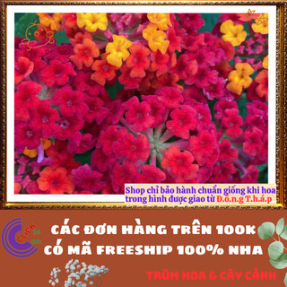 Chậu hoa ngũ sắc ĐỎ NHẬT đứng nổi bật siêu đẹp và thơm quanh năm ️🔖Làng Hoa Sa Đéc