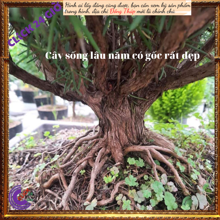 Chậu hương thảo Lớn hương thơm dễ chịu nhiều công dụng 💡 MM Market