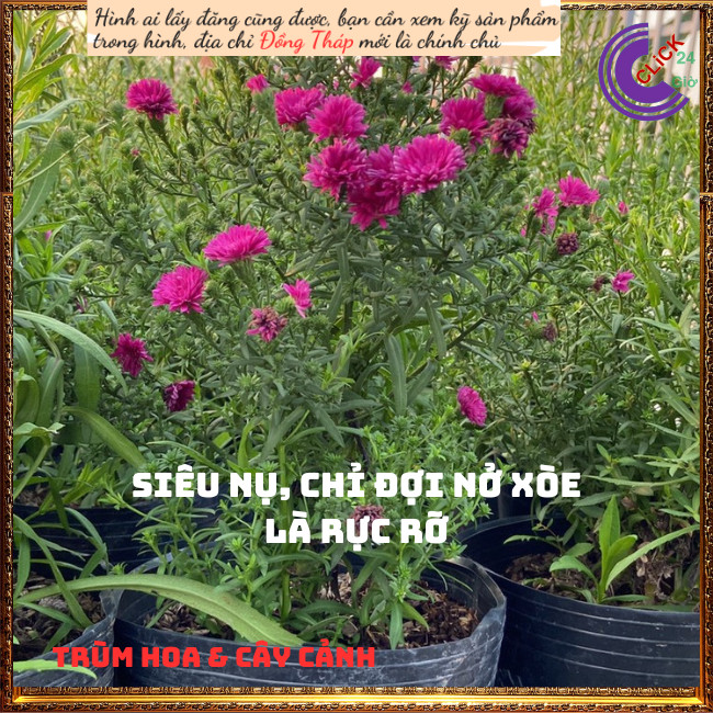 Chậu hoa thạch thảo đỏ hoa quanh năm💍Hoa Mười Giờ Bonsai & Phụ Kiện