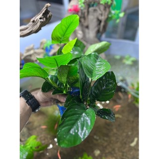 Trầu Bà 1 Thân Cây Thủy Sinh - Đẹp Dễ Sống cho hồ thuỷ sinh