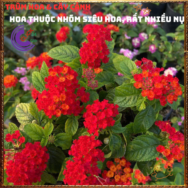 Chậu hoa ngũ sắc ĐỎ RUBY tuyệt đẹp siêu hoa thơm ngát quanh năm⏳ TRÙM HOA VÀ CÂY CẢNH