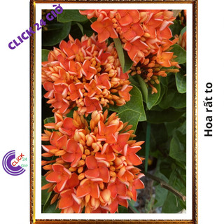 Chậu hoa mẫu đơn cam giống hoa trang lá to hoa to💻 Siêu Thị Hoa