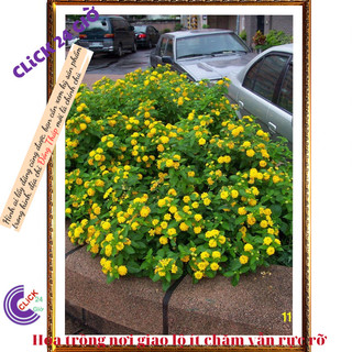 Chậu hoa ngũ sắc vàngngọc hoa trâm ổi⏳SHOP PP ONLINE CLICK 24 GIỜ