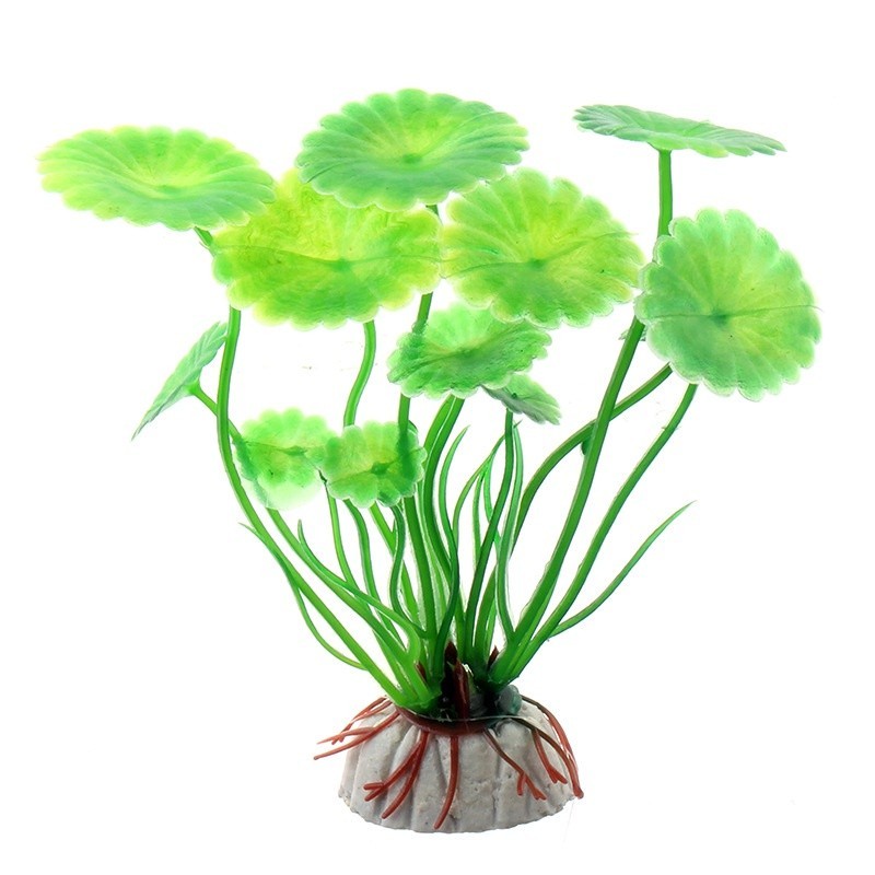 Cây Cỏ Nước - Cây Thủy Sinh