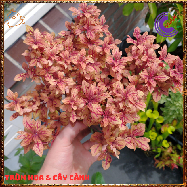 Chậu cây Lá Gấm ĐỒNG XU VÀNG BẠC màu sắc rực rỡ xinh xắn dễ trồng ️🎊 Hoa Mười Giờ Bonsai & Phụ Kiện