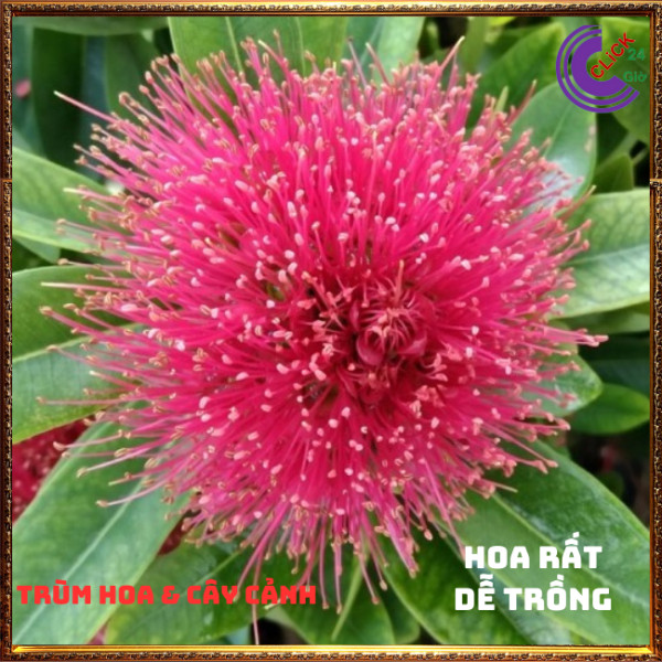 Cây mai thái hồng hoa tonở quanh năm💍 Hoa Mười Giờ Bonsai & Phụ Kiện