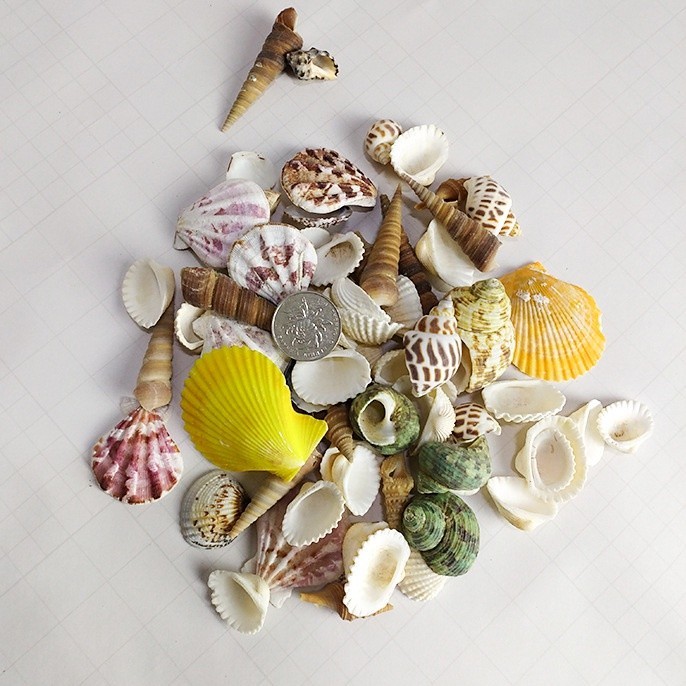 100g Vỏ Ốc Vỏ Sò Mix Nhiều Loại