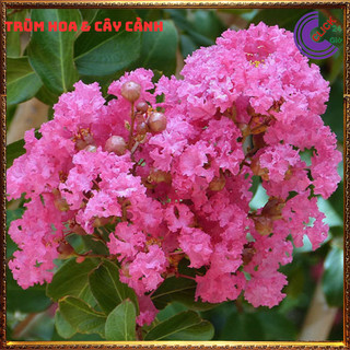 Cây tường vi hoa hồng siêu hoa hoa to nở lâu 3 tháng màu ngọt ngào ⏰ Hoa Mười Giờ Bonsai & Phụ Kiện