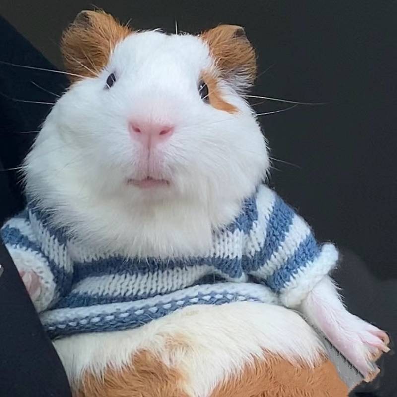 【Ready Stock】 Guinea Pig Clothes Special Minipet Autumn and Winter Thermal Clothes over Small Size Ferret Totoro Pygmy Rabbit Squirrel Hamster Vghm