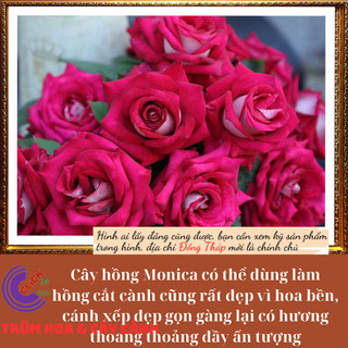 Chậu hoa hồng MONICA 2 màu độc đáo ⏰Yêu Nhà Yêu Hoa