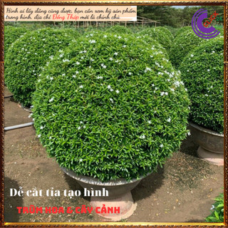 Cây Mai tiểu thư hoa mai chỉ thiên cây trừ tà phong thủy 💍 SHOP PP ONLINE CLICK 24 GIỜ