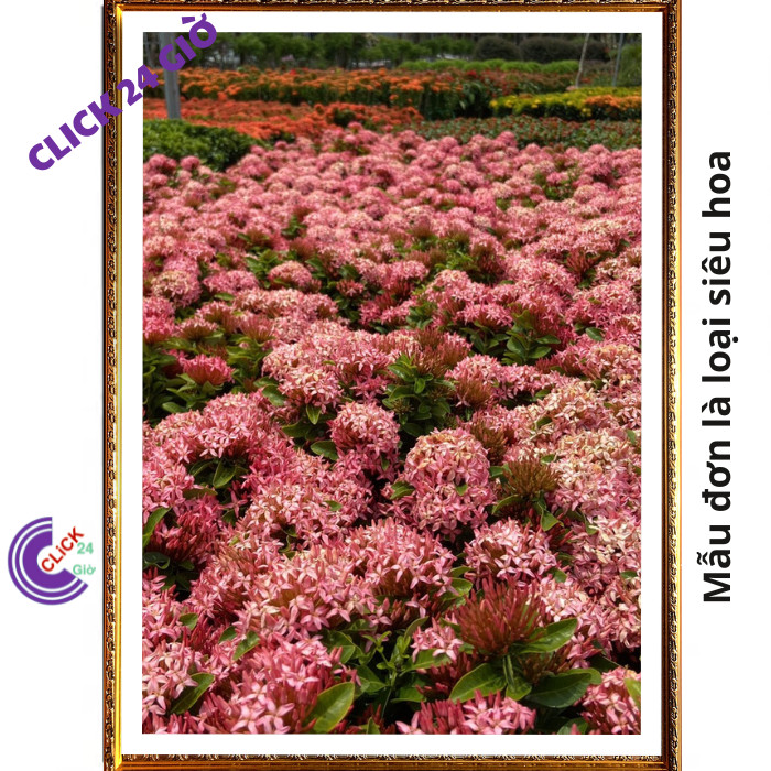 Chậu hoa mẫu đơn HỒNG giống hoa trang lá nhỏ hoa to được yêu thích💽 MM Market