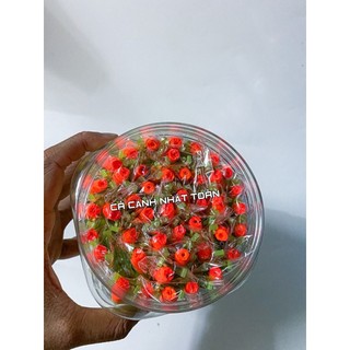 Phao mút+ dây cước + lưỡi + chí + chặn hạt câu cá