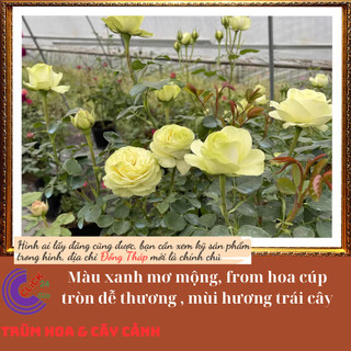 Chậu hoa hồng xanh bơ Creamy Eden ⏰Yêu Nhà Yêu Hoa