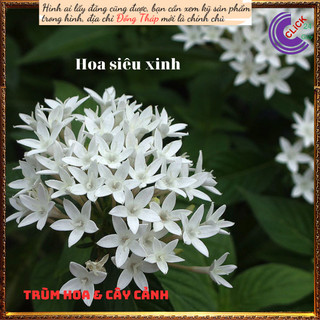 Chậu hoa diễm châu trắng vui vẻ ⏰Yêu Nhà Yêu Hoa