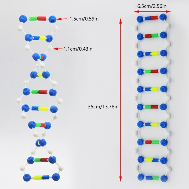Bộ mô hình DNA xoắn đôi PPY Bộ thành phần DNA Mô hình cấu trúc di truyền DNA Mô hình học tập hóa học hữu cơ