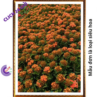 Chậu hoa mẫu đơn cam giống hoa trang lá to hoa to💻 Siêu Thị Hoa