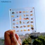 Ha 1 Hộp Bộ Sưu Tập Đá Cho Hạt Móng Tay Trang Sức Acrylic Từ Biển Hộp Bảo Quản 36 / 64 Lưới Nhỏ Thủ Công Tổ Chức Hộp Đựng VN