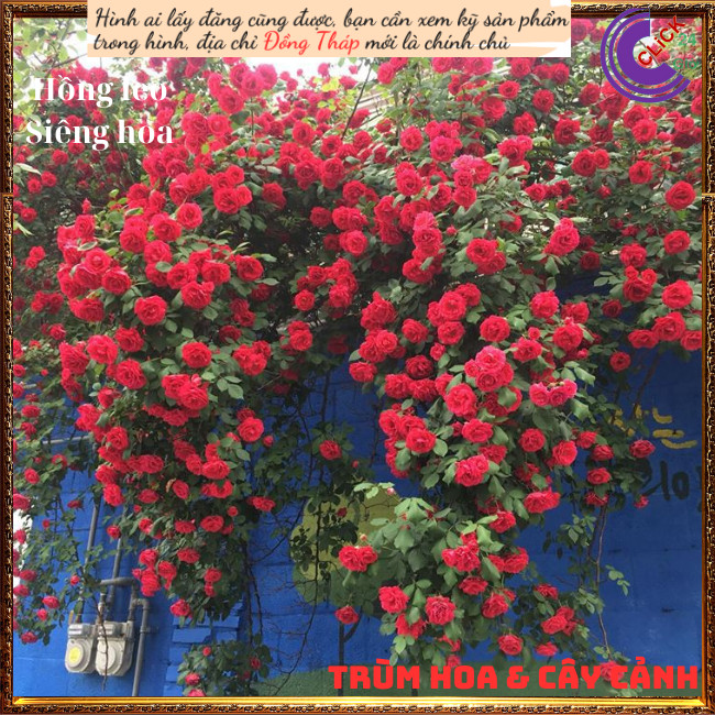 Chậu hoa hồng leo đỏ Valentine ’s Day️💄TRÙM HOA VÀ CÂY CẢNH