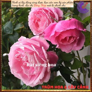 Chậu hoa hồng Soeur Emmanuelle to đẹp💍Hoa Mười Giờ Bonsai & Phụ Kiện