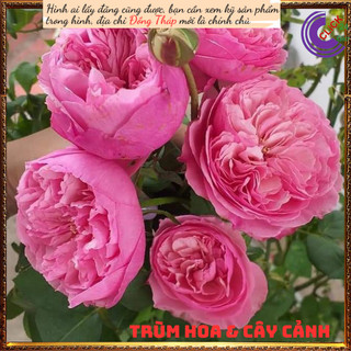 Chậu hoa hồng Carey hoa to ngọt ngào️🔖Siêu Thị Hoa