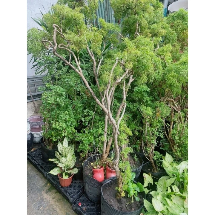 (Hỏa Tốc) Cây Đinh Lăng Lớn 1m3