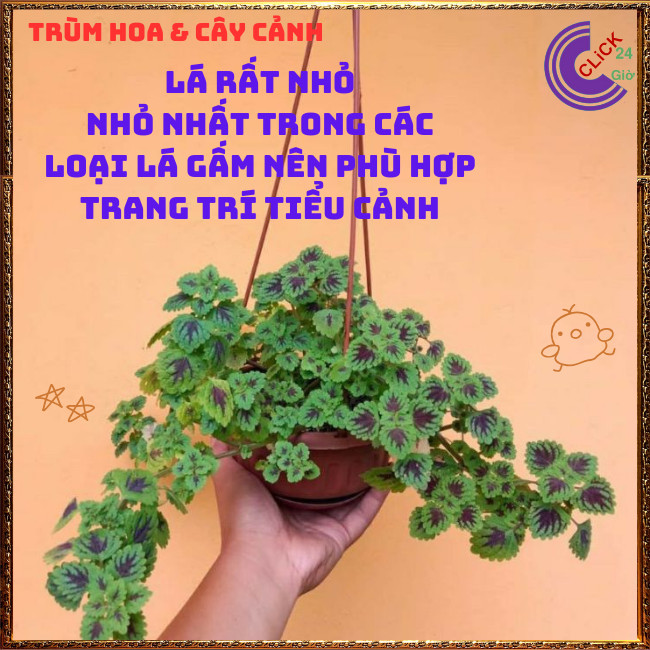 Chậu cây Lá Gấm ĐỒNG XU MINI lá siêu nhỏ rất đáng yêu dễ trồng ️🎊 Hoa Mười Giờ Bonsai & Phụ Kiện
