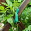 Dây buộc cây trong vườn - Băng cố định Nylon - Hỗ trợ bọc cực tre - Dải buộc dây leo - Dây sắp xếp dây - Có thể điều chỉnh, tái sử dụng - Cuộn dây cáp văn phòng tại nhà